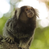 Para conhecer: Bosque da Barra – RJ