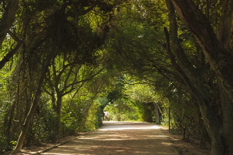 Bosque da Barra - Rio de Janeiro